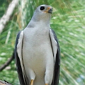 Grey Goshawk adult at Cairns Pioneer Cemeter. The bird came empty handed<br />Canon EOS 7D + EF300 F2.8L III + EF2xIII<br />